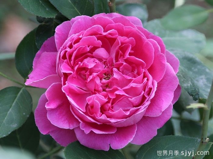 牡丹月季/保罗内龙月季/西枝牡丹Paul Neyron(图1)