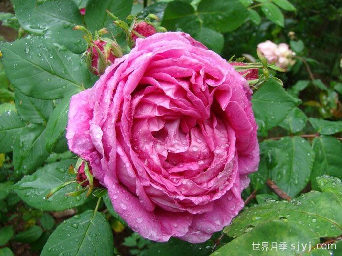 牡丹月季/保罗内龙月季/西枝牡丹Paul Neyron(图2)