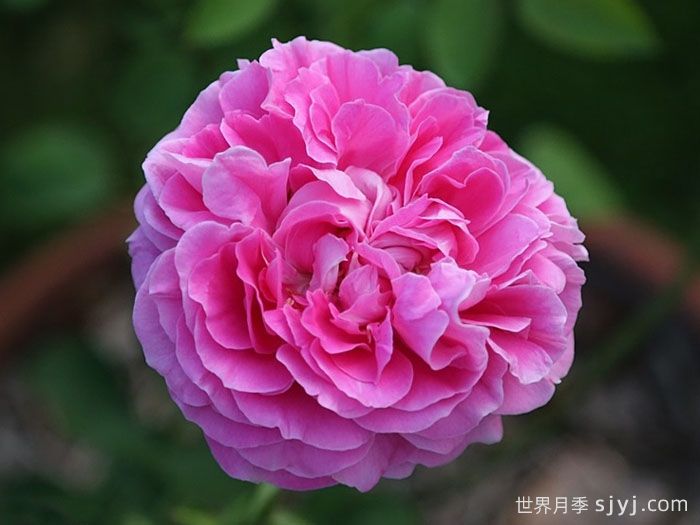 牡丹月季/保罗内龙月季/西枝牡丹Paul Neyron(图4)