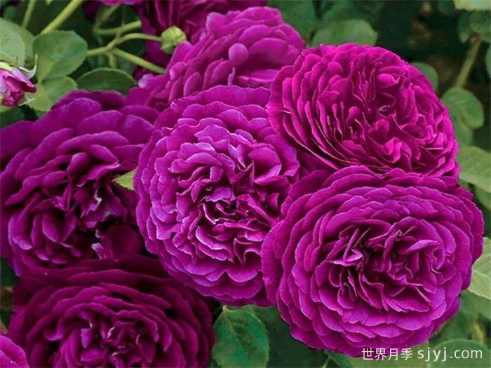 暮光之城月季Velvety Twilight(图2)