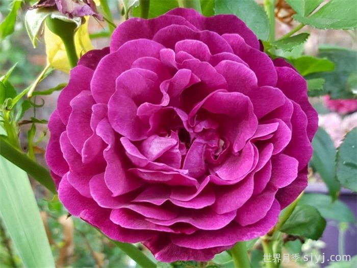 暮光之城月季Velvety Twilight(图3)