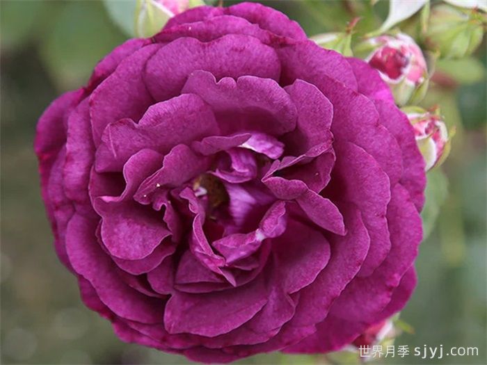 暮光之城月季Velvety Twilight(图5)