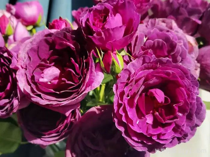 凝夜幽兰月季(图1) 凝夜幽兰月季(图1)