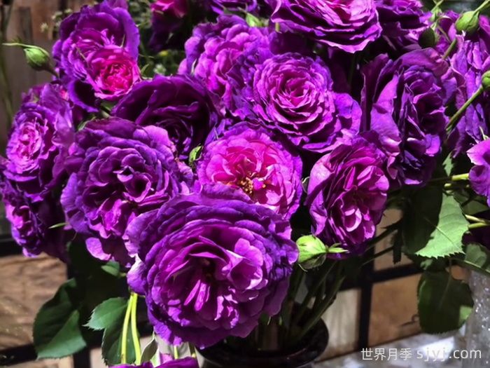 凝夜幽兰月季(图2) 凝夜幽兰月季(图2)