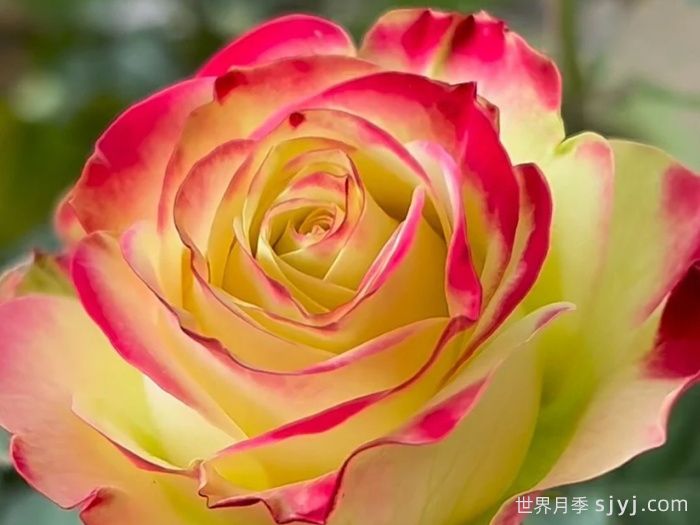 女王陛下月季/女皇陛下Her Majesty(切花)(图1)