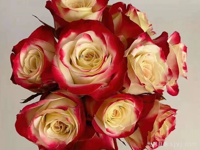 女王陛下月季/女皇陛下Her Majesty(切花)(图2)