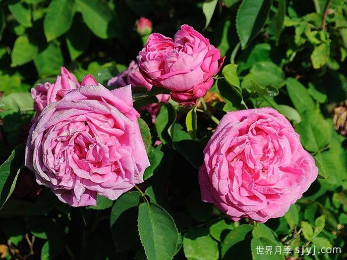 女王陛下月季/女皇陛下Her Majesty(大花)(图2)