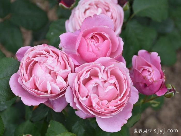 纽曼姐妹月季/以马内利修女月季/修女以曼月季Soeur Emmanuelle(图3)