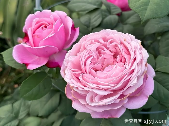 纽曼姐妹月季/以马内利修女月季/修女以曼月季Soeur Emmanuelle(图4)