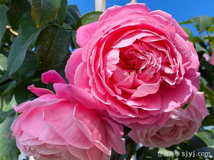 纽曼姐妹月季/以马内利修女月季/修女以曼月季Soeur Emmanuelle(图5)