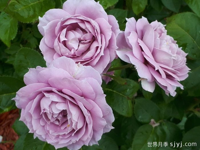 诺瓦利斯月季/蓝花诗人/波塞冬Novalis(图2)