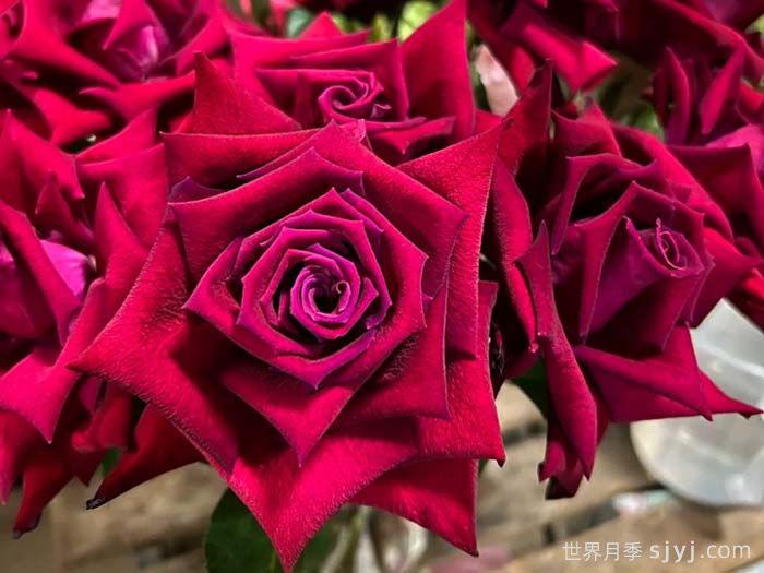 女士杀手月季/情场高手Lady Killer(图1)