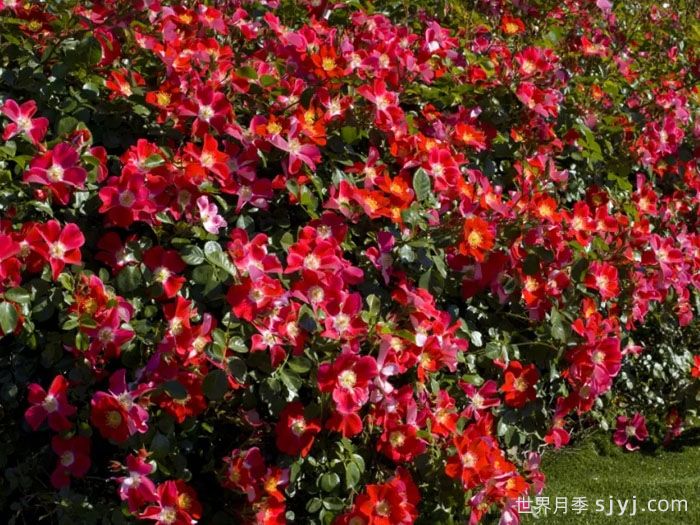 坎迪亚玫迪兰月季/女王玫迪兰Candia Meilland(图1)