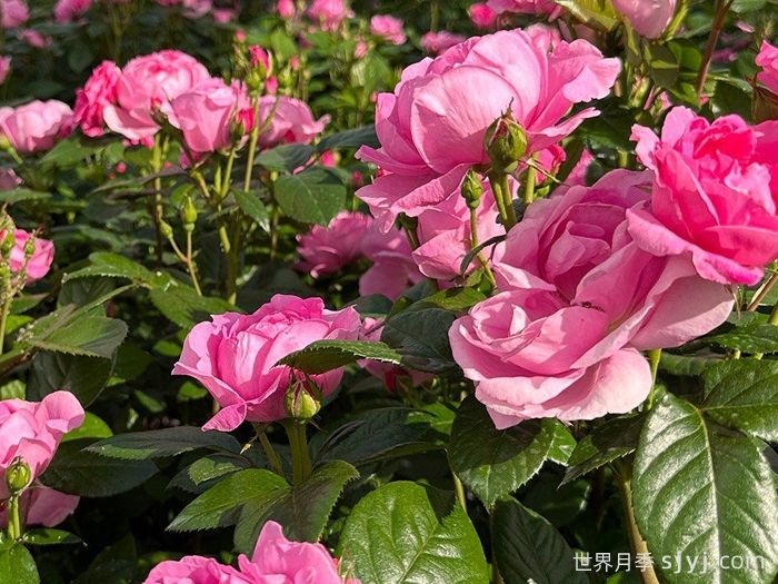 欧洲女人月季Europa Donna(图3)