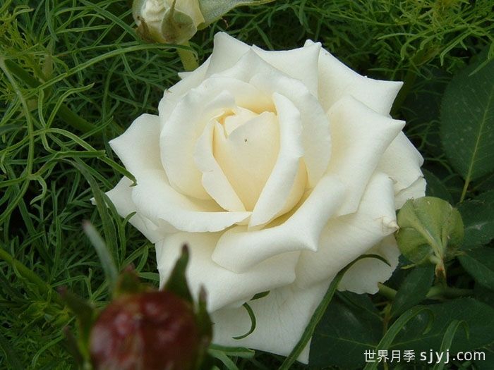 帕斯卡利月季Pascali(图1)