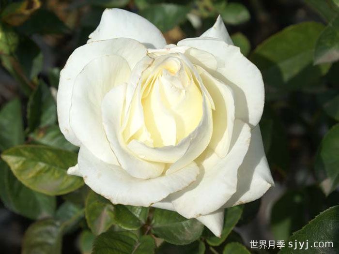 帕斯卡利月季Pascali(图3)