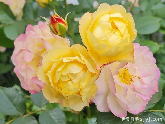 派对人生月季/派对生活Life of the Party(图1)