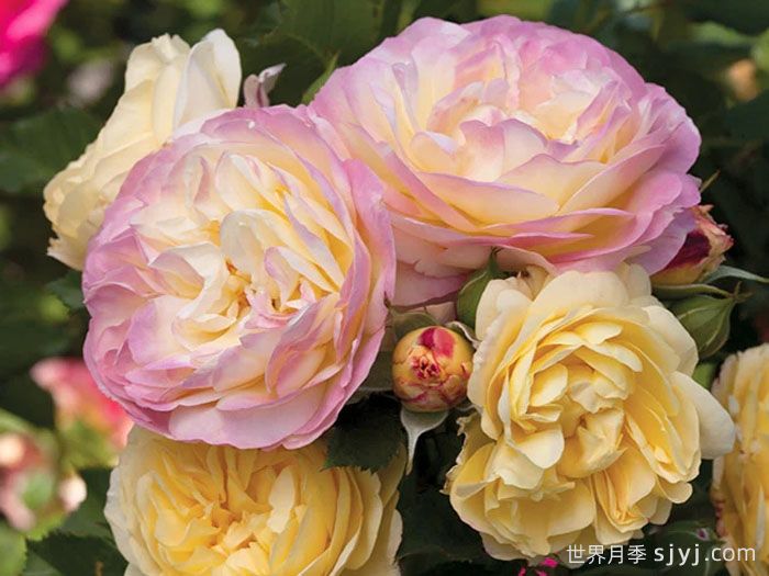 派对人生月季/派对生活Life of the Party(图2)