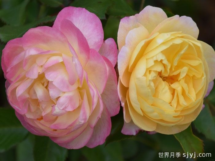 派对人生月季/派对生活Life of the Party(图3)