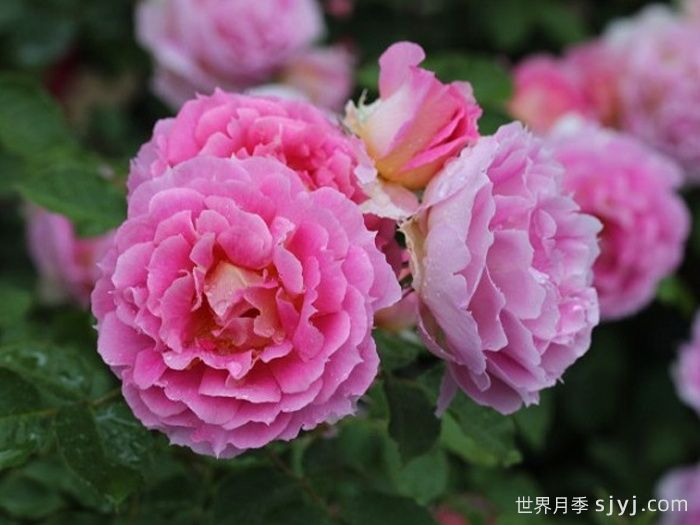 潘妮洛佩亚月季/潘妮洛比亚/珀涅罗珀Penelopeia(图2)