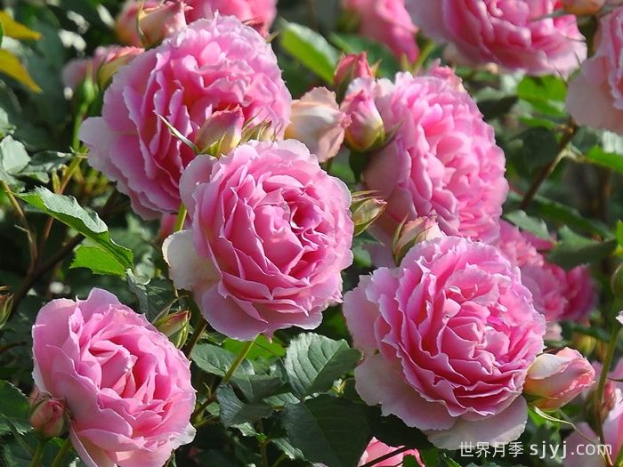 潘妮洛佩亚月季/潘妮洛比亚/珀涅罗珀Penelopeia(图3)