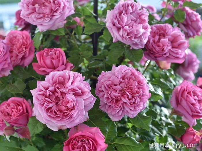 庞巴度月季/蓬巴杜夫人月季Pompadour(图3)