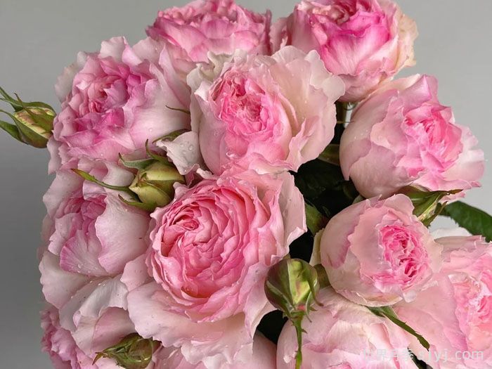 佩尔朱克月季/桃子月季M-Perzik(图2)