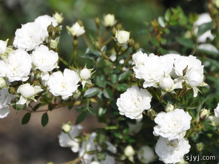 雪光月季Yuki Akari(图1)