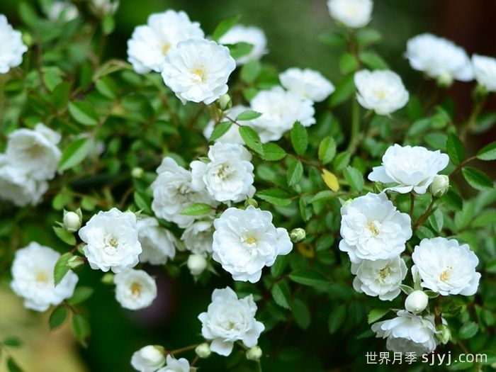 雪光月季Yuki Akari(图2)