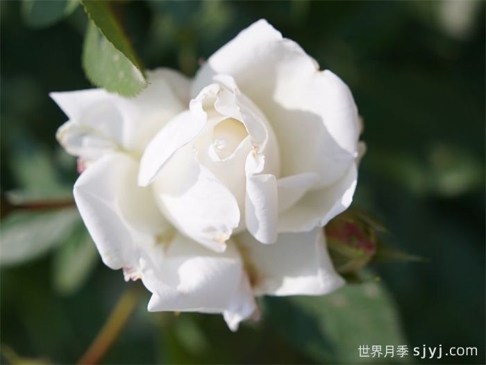 雪夫人月季(图1)