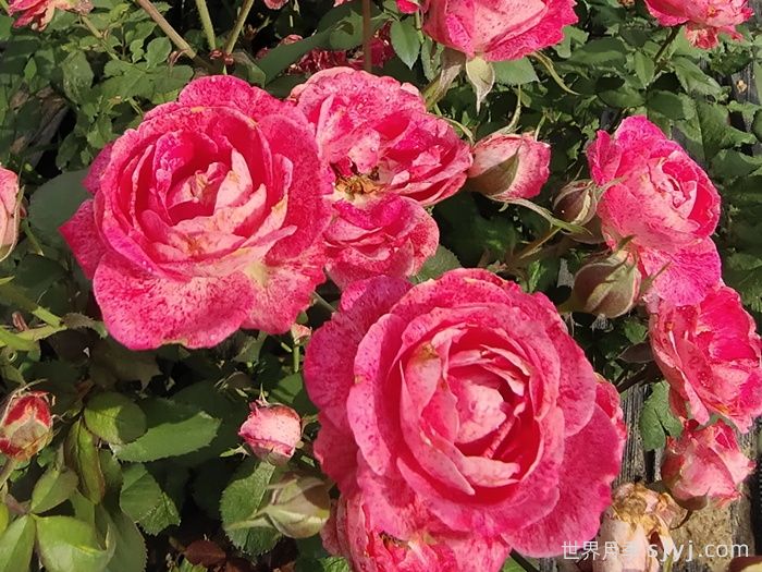 雪花肥牛月季/蜡烛夫人月季Lady Candle(图2)