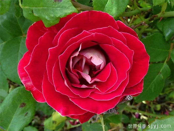 雪火月季Snowfire(图2)