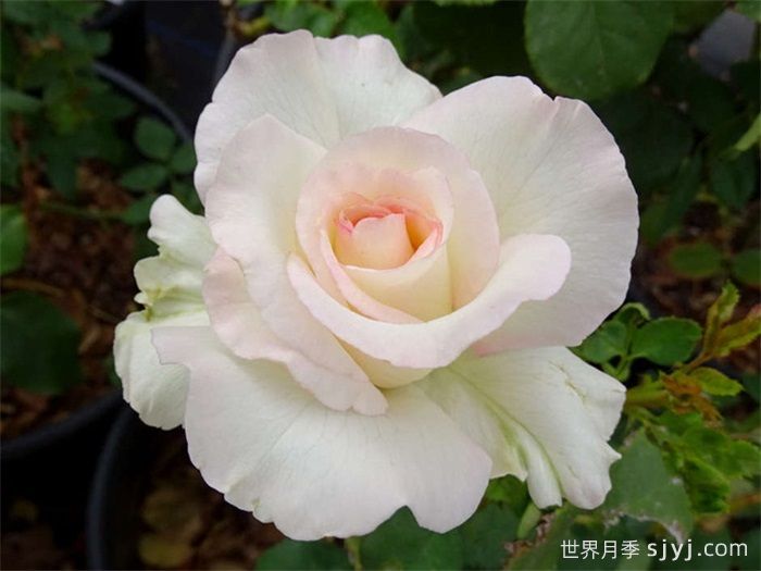 雪莉花束月季Shirleys Bouquet(图2)