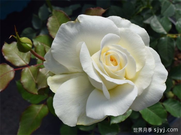 雪莉花束月季Shirleys Bouquet(图1)