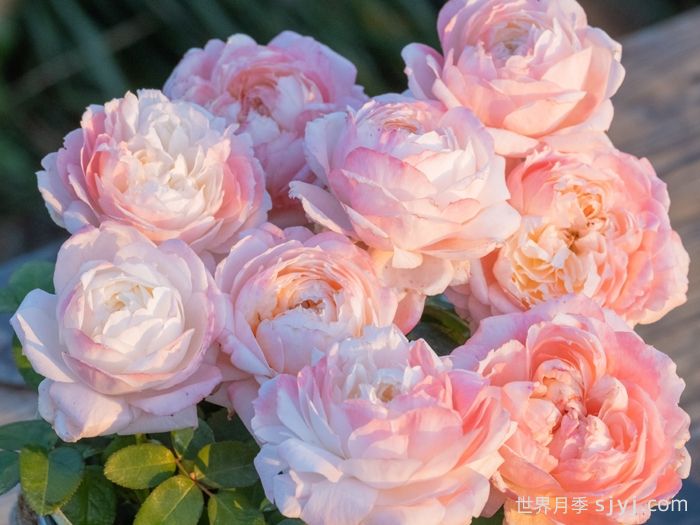 雪媚娘月季(图3)