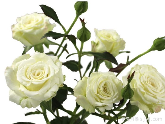 雪球之花月季Snowfall Blossoms(图1)