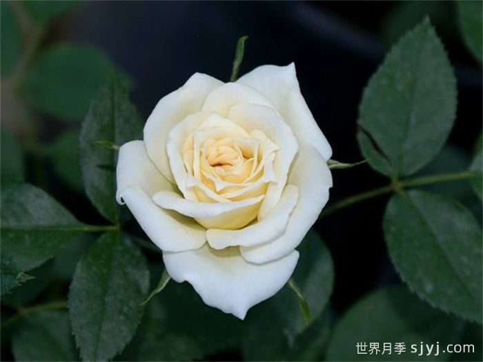 雪新娘月季Snow Bride(图1) 雪新娘月季Snow Bride(图1)
