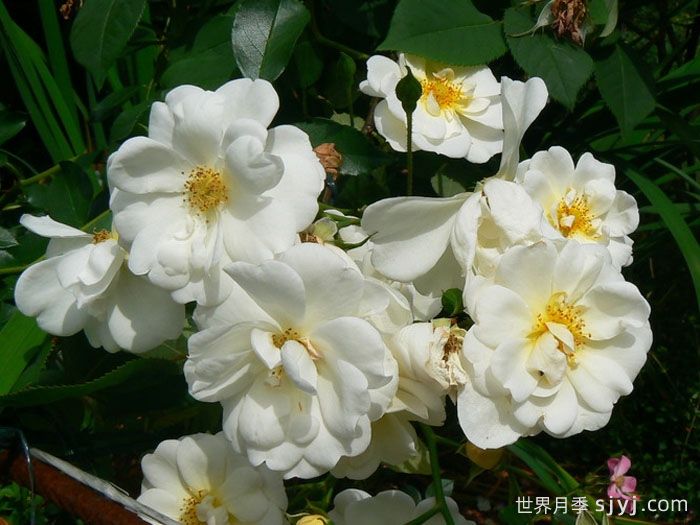 雪之女王月季/魔毯/塔尼吉诺Schneekonigin(图2)