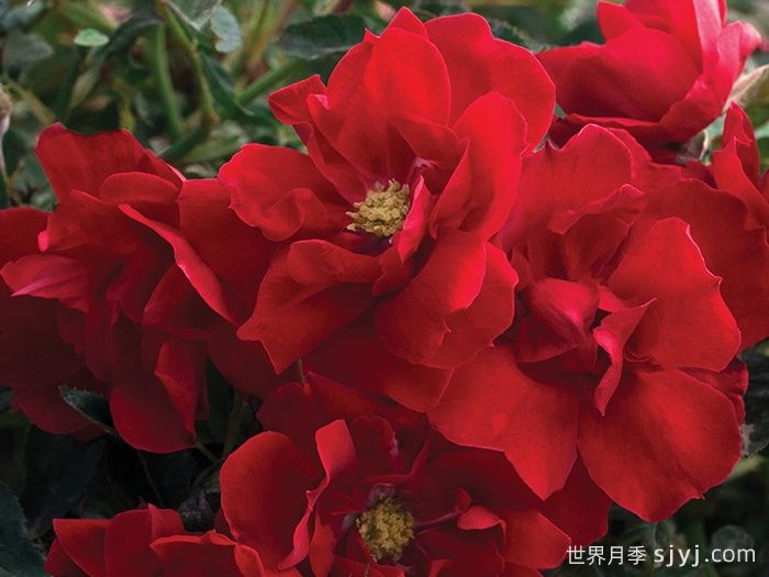 血腥玛丽月季/红磨坊街景/砖房Bloody Mary(图2) 血腥玛丽月季/红磨坊街景/砖房Bloody Mary(图2)