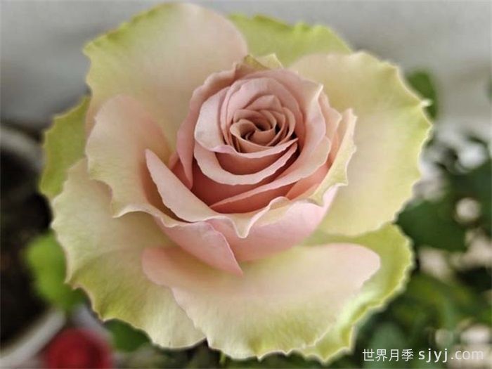 熏子玫瑰月季Kaoruko(图1)