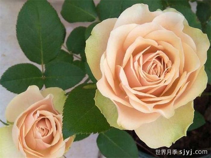 熏子玫瑰月季Kaoruko(图2)