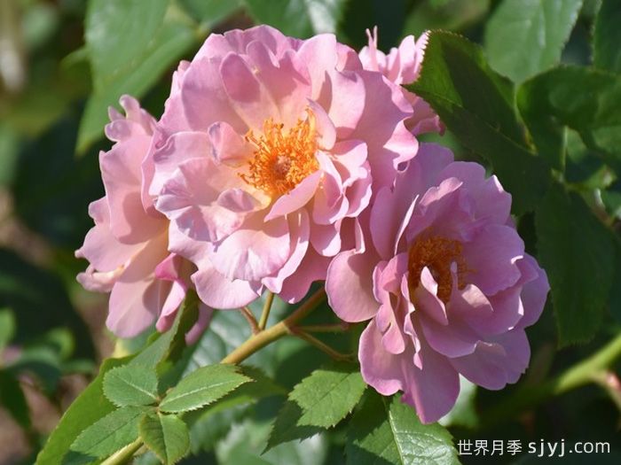 薰衣草匹诺曹月季Lavender Pinocchio(图1)