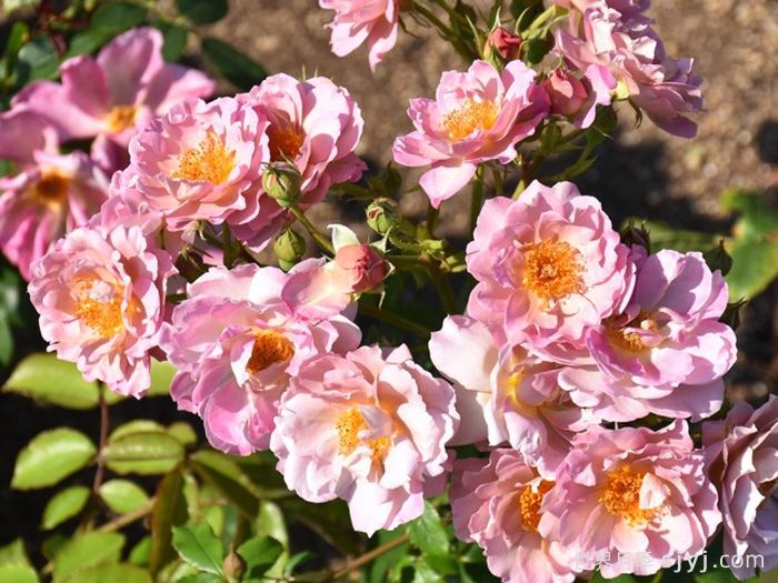 薰衣草匹诺曹月季Lavender Pinocchio(图2)