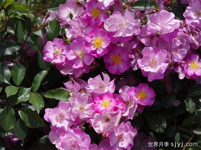 薰衣草之梦月季/薰衣草梦境/薰衣草梦Lavender Dream(图3)