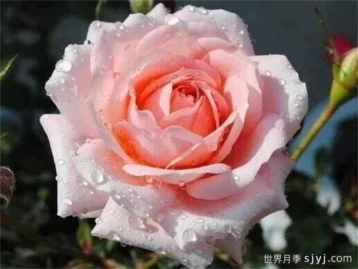 雅芙粉饰月季(图1)