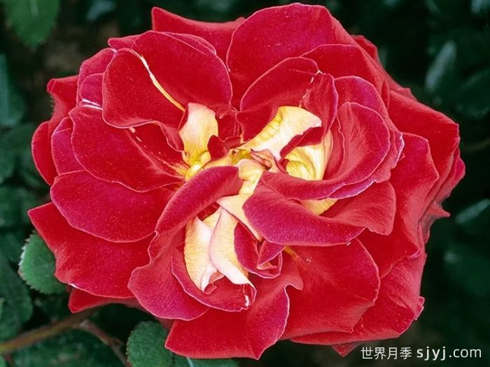 雅基穆尔月季/雅琦莫月季Yakimour(图1) 雅基穆尔月季/雅琦莫月季Yakimour(图1)