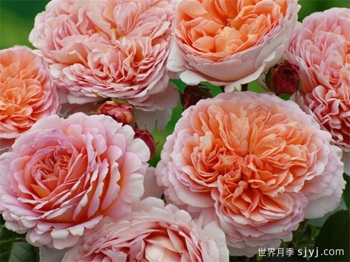 亚伯拉罕达比月季/亚伯拉罕Abraham Darby(图2)