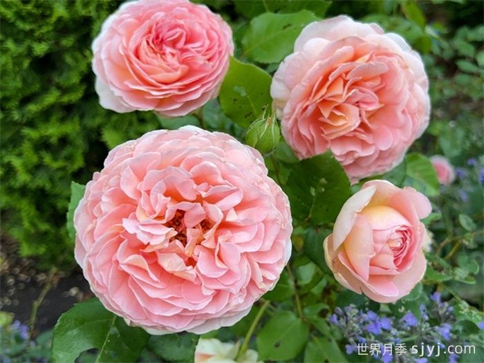亚伯拉罕达比月季/亚伯拉罕Abraham Darby(图5)