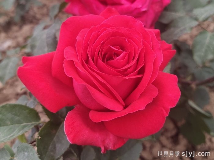 亚历克红月季/亚力克红Alecs Red(图1)