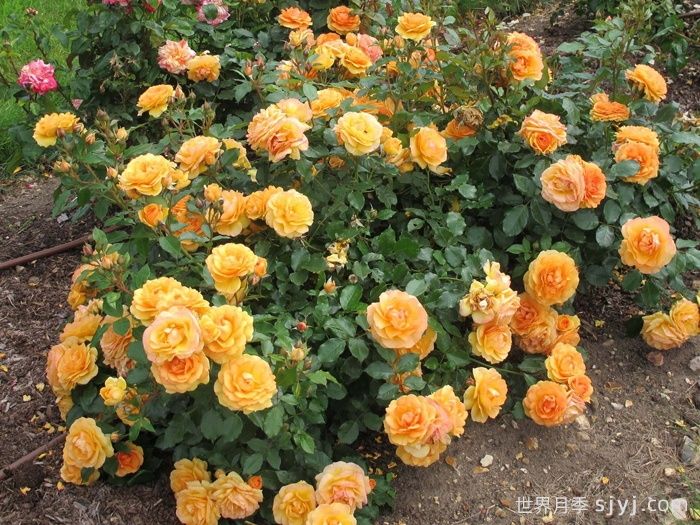 亚利桑那阳光月季Arizona Sun(图1) 亚利桑那阳光月季Arizona Sun(图1)